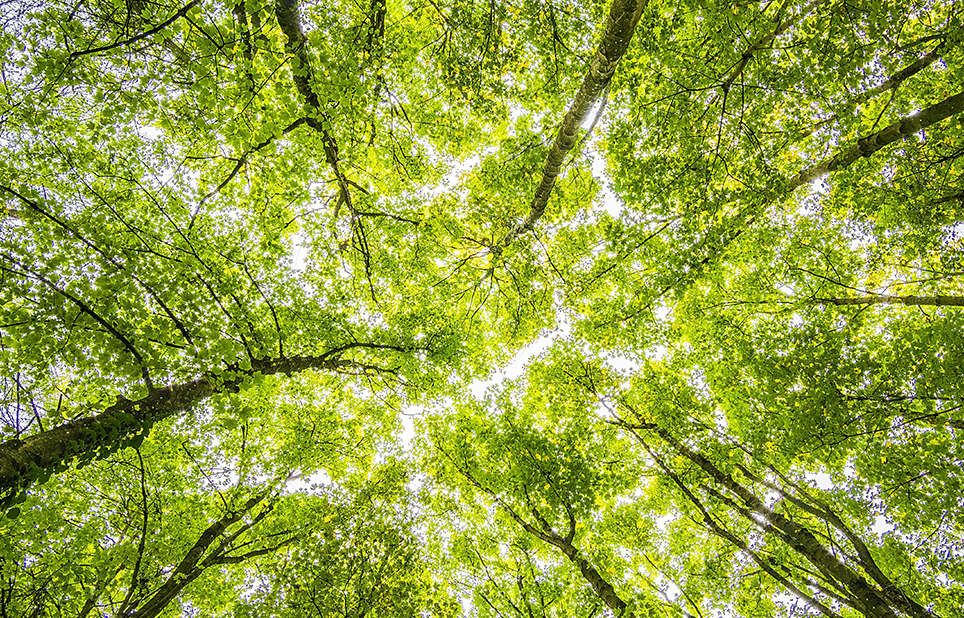 Tree canopy