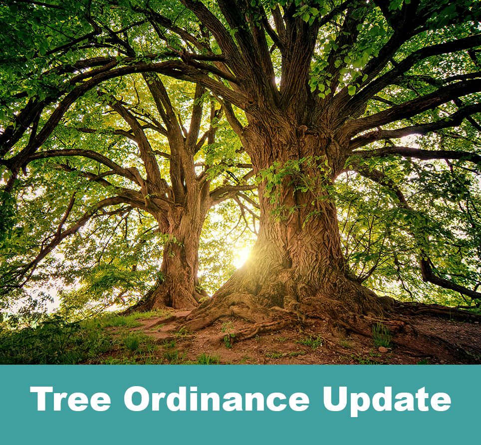 Tree Ordinance Update