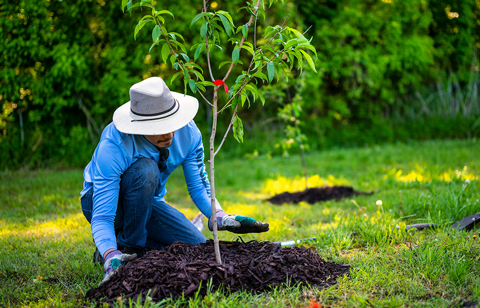 Man planting tree