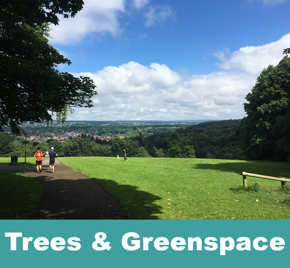 Trees and greenspace