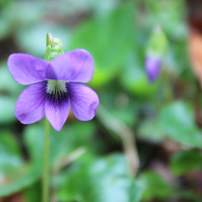 Close-up of a vibrant purple violet flower with green leaves in the background. Soft focus on the flower, conveying a serene, natural ambiance.