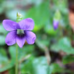 Close-up of a vibrant purple violet flower with green leaves in the background. Soft focus on the flower, conveying a serene, natural ambiance.