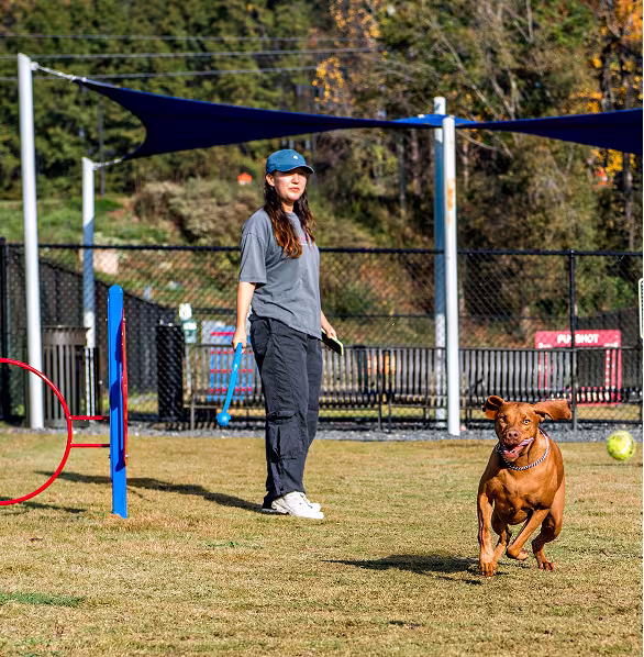 A woman stands in a grassy area, holding a ball launcher. A brown dog runs energetically toward the right, mouth open. Playful and dynamic scene.