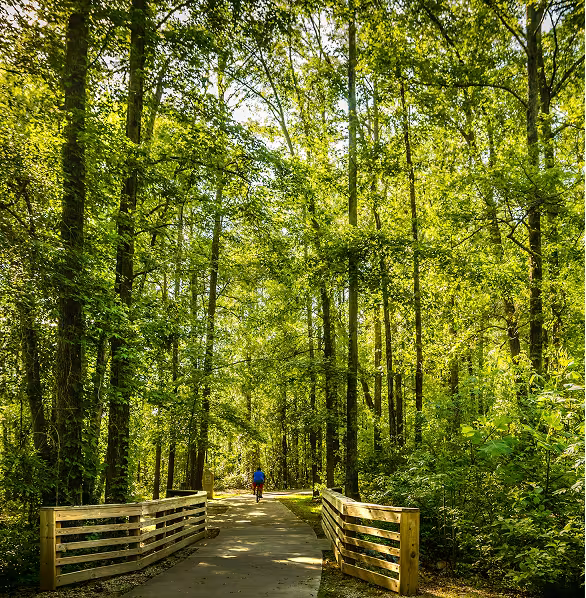 A serene forest scene shows a narrow path with a wooden railing, lined by tall, lush green trees. A lone person in a blue shirt walks away, creating a peaceful atmosphere.