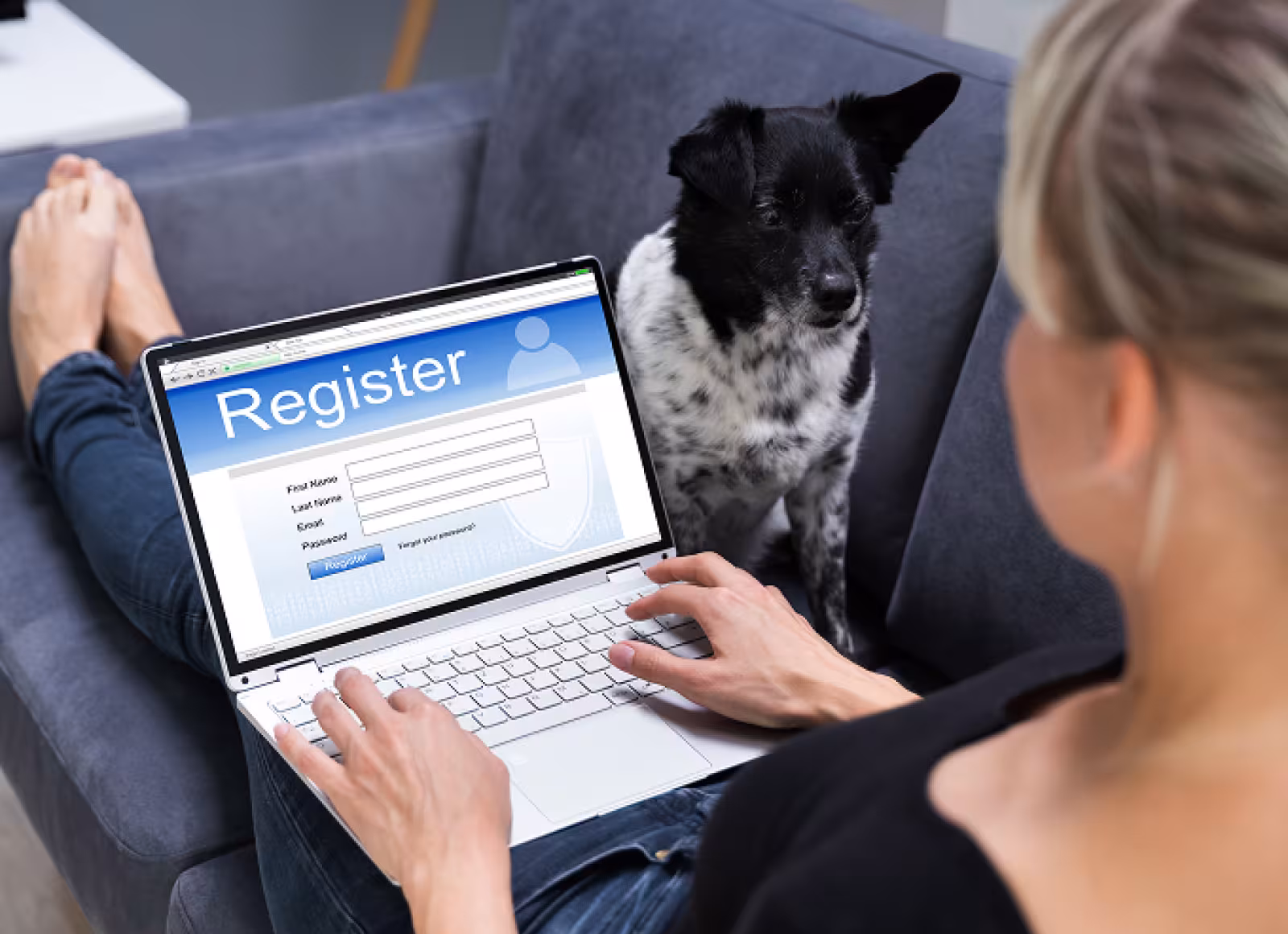 Over the shoulder photo of a woman sitting on a dark blue couch on a laptop filling out a form to register her black and white dog that is sitting on the couch looking at her.