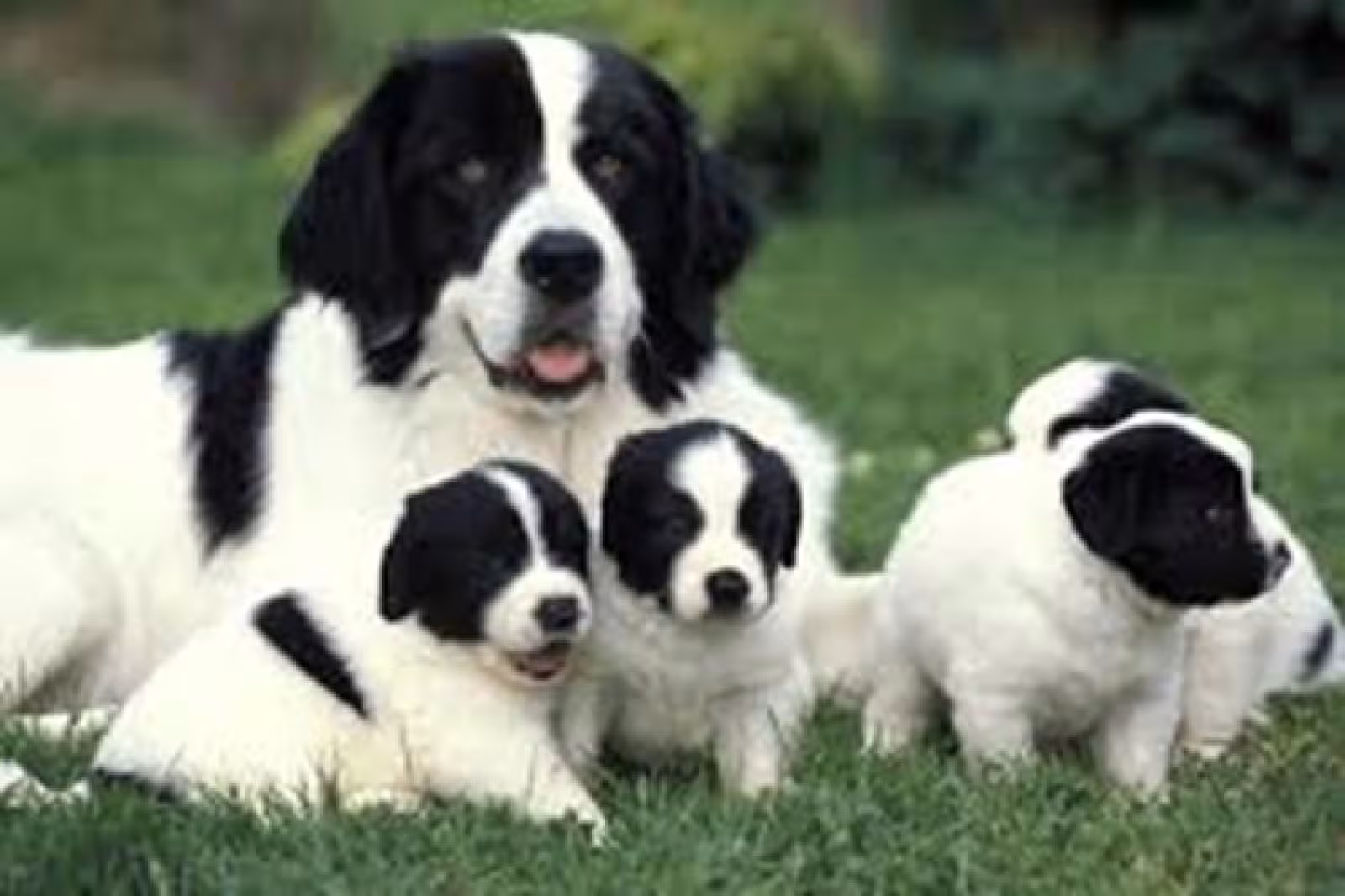 Mother canine with litter