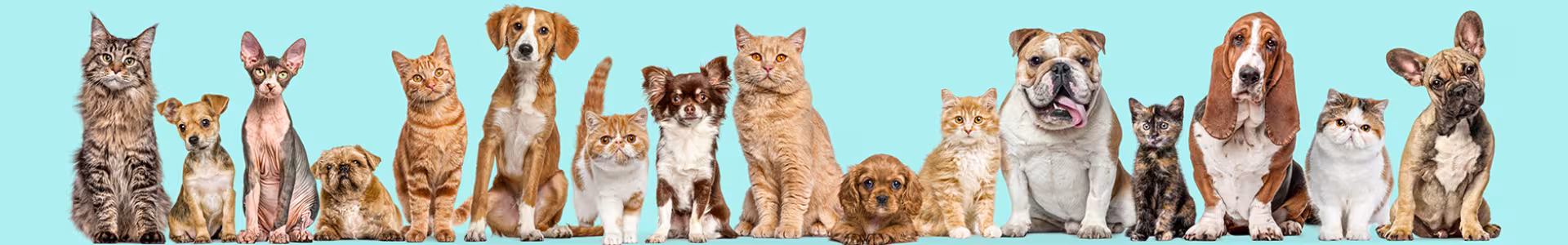 A group of 16 young dogs and cats, all with a brown, tan and orange color sitting in front of a light blue background.