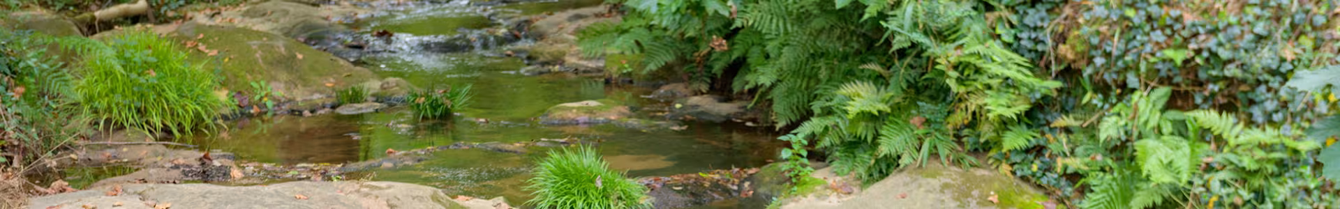 A shallow creek flows over rocks surrounded by green ferns and dense plants.