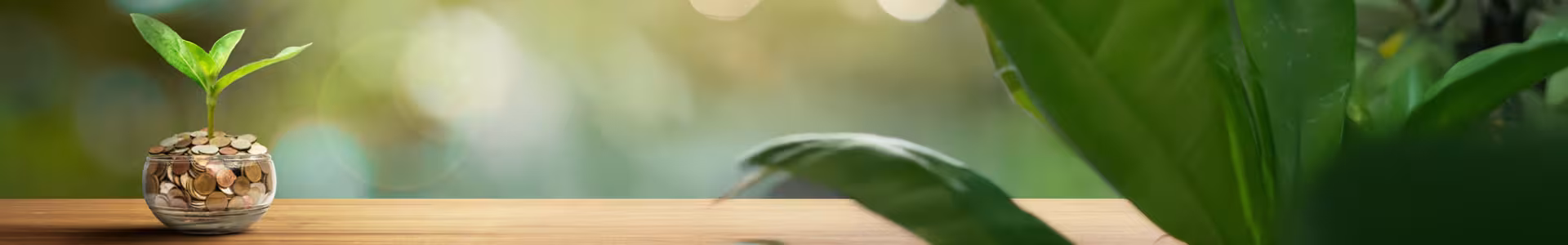 A small plant grows from a glass jar filled with coins, placed on a wooden surface with green leaves and a blurred background.