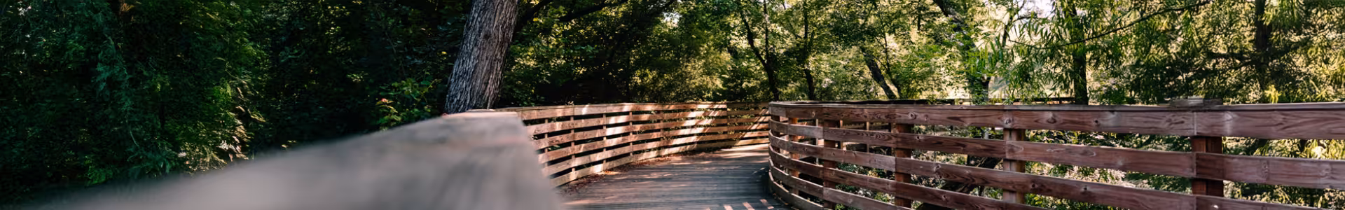 A wooden boardwalk curves through a lush, sunlit forest. The path is framed by tall trees and dense greenery, creating a serene, inviting atmosphere.